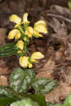 Yellow archangel